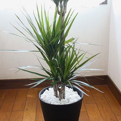 観葉植物 ドラセナ・マジナータ（コンシンネン） 真実の木 80サイズ