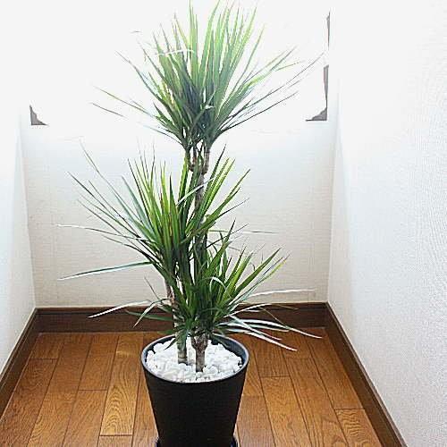 観葉植物 ドラセナ・マジナータ（コンシンネン） 真実の木 80サイズ