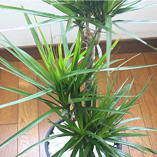 現品　ドラセナ　コンシンネ　マジェンタ　11番　観葉植物　特大　インテリア　室内 ドラセナ コンシンネ マジェンタ 【観葉植物 8号鉢／1個売り
