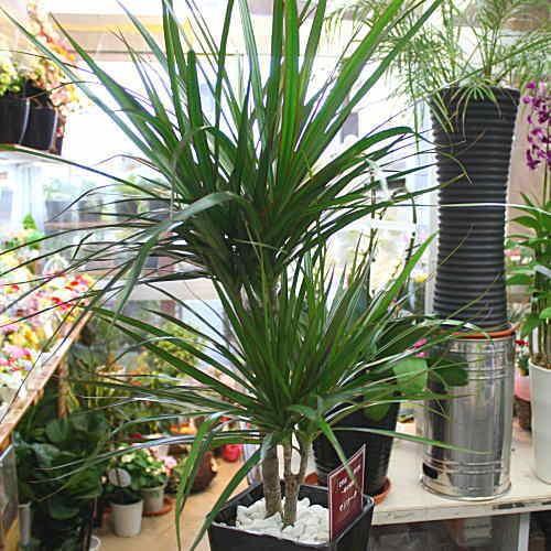 観葉植物 ドラセナ・マジナータ（コンシンネン） 真実の木 80サイズ