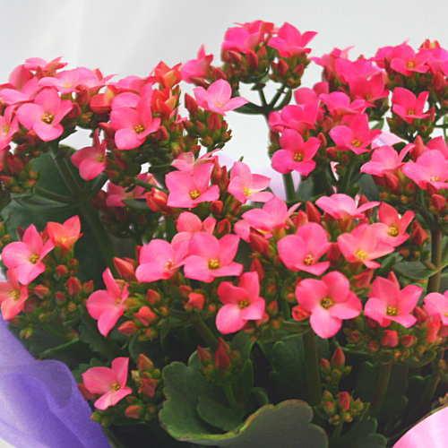 カランコエ（ピンク色系） 5号鉢植え籐かご付き 誕生日プレゼントなど