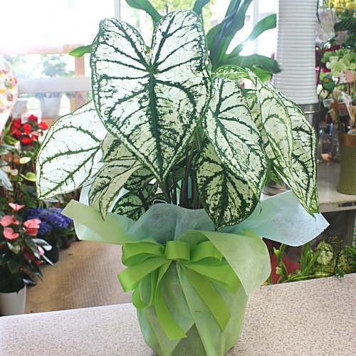 カラジウム（カラジューム）5号鉢植え 観葉植物 お中元ギフト : クロス 