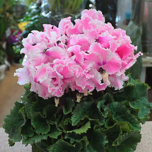 まさまる シクラメン ピポカ ネオンピンク レジーナ ピンク ルチア 3