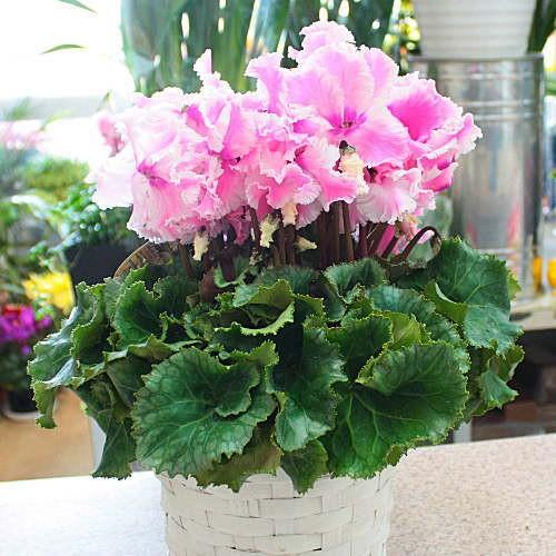 シクラメン ルチア ピンク 5号鉢植え かご付き 花弁の形が珍しい 誕生
