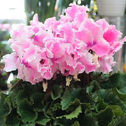 シクラメン ルチア ピンク 5号鉢植え かご付き 花弁の形が珍しい 誕生