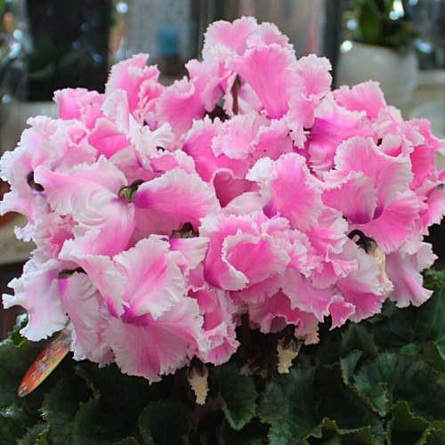 シクラメン ルチア ピンク 5号鉢植え かご付き 花弁の形が珍しい 誕生