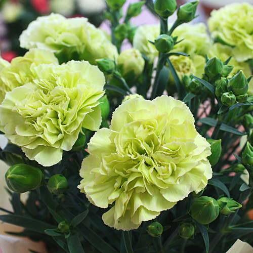 母の日プレゼント】緑色のカーネーション 鉢植え（グリーン） 5号かご