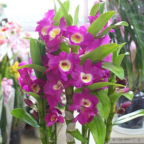 デンドロビューム 鉢植え 「アカツキ」赤紫色系 誕生日や退職祝いなど