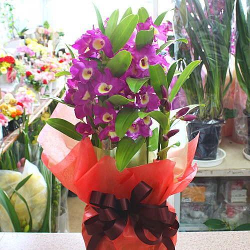 デンドロビューム 鉢植え 「アカツキ」赤紫色系 誕生日や退職祝いなど