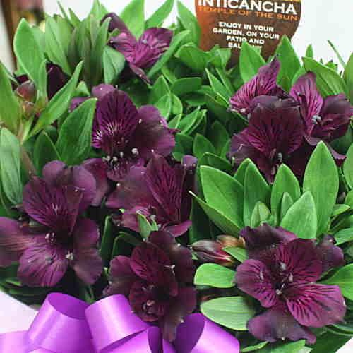 アルストロメリア 鉢植え 紫色（花付き）籐かご付き 花鉢 日時指定不可
