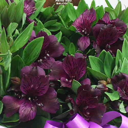 アルストロメリア 鉢植え 紫色（花付き）籐かご付き 花鉢 日時指定不可