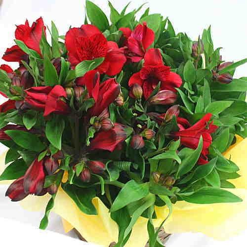 花 アルストロメリア 鉢植え 赤色系 花付き 籐かご付き 母の日や誕生日プレゼントに長く鑑賞できる花鉢ギフト 18 Arusutoro P2 クロスリースタイル 通販 Yahoo ショッピング