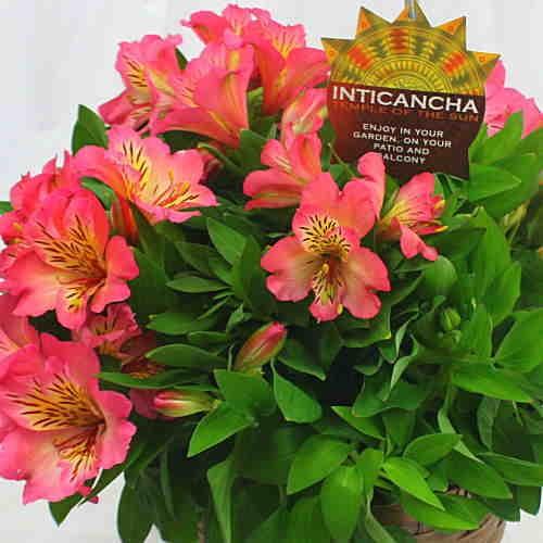 花 アルストロメリア 鉢植え ピンク色系 花付き 籐かご付き 母の日や誕生日プレゼントに長く鑑賞できる花鉢ギフト 18 Arusutoro R1 クロスリースタイル 通販 Yahoo ショッピング