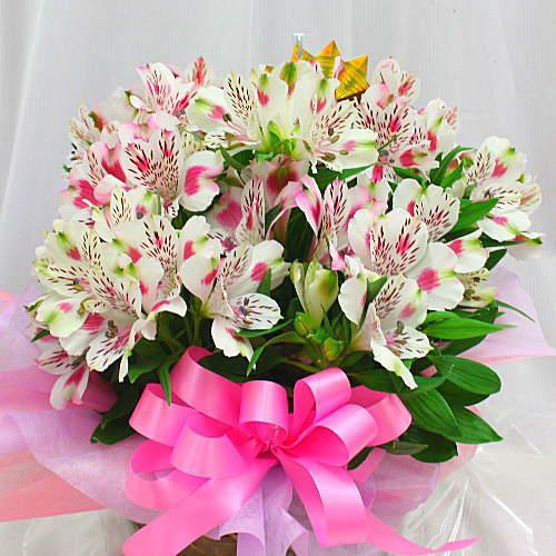 アルストロメリア 鉢植え 白紫色系（花付き）籐かご付き 花鉢 日時指定