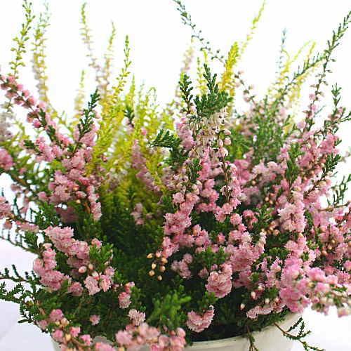 カルーナ ブルガリス ノーザンライト 5号鉢植え 色ミックス 自宅用に 18 Karuna クロスリースタイル 通販 Yahoo ショッピング