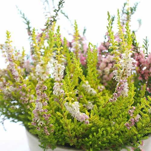 カルーナ ブルガリス ノーザンライト 5号鉢植え 色ミックス 自宅用に 18 Karuna クロスリースタイル 通販 Yahoo ショッピング