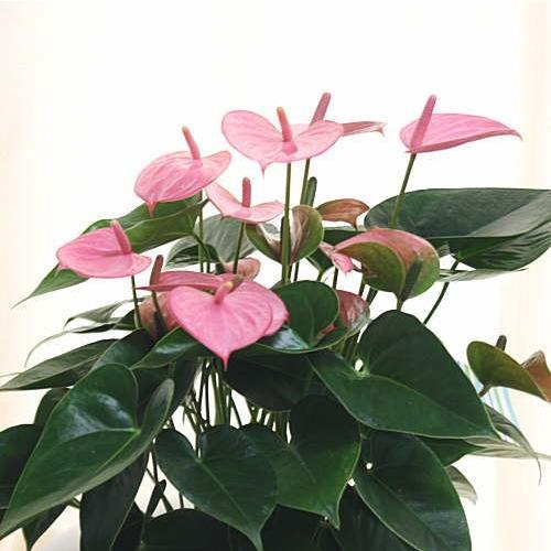 アンスリューム アンスリウム ピンク色 観葉植物 お中元 花ギフト 18 Kawai Boru2 クロスリースタイル 通販 Yahoo ショッピング