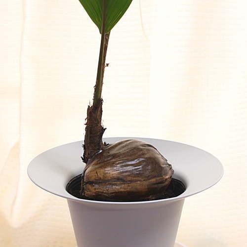 ココスヤシ 9鉢 観葉植物 ヤシの苗 鉢植え 複数セット 観葉植物 ココヤシ ヤシの実付き 9号鉢植え インテリアグリーン
