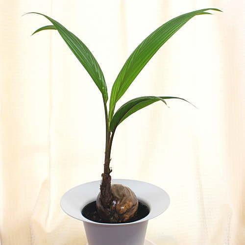 ココスヤシ（中型サイズ）インテリア用 ココスヤシ（中型インテリア用サイズ）