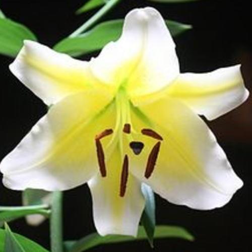 父の日 ギフト 黄色の大きな花を咲かせるユリ コンカドール 鉢植え 花付き 香りも楽しんで下さい 花ギフト 期間限定 18 Konkadoru クロスリースタイル 通販 Yahoo ショッピング