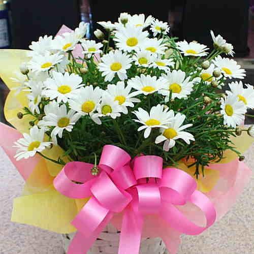 マーガレット鉢植え 白色 5号棟かご付き 誕生日プレゼントやホワイトデーのお返しにおすすめの恋の花ギフト 18 Magu4 クロスリースタイル 通販 Yahoo ショッピング