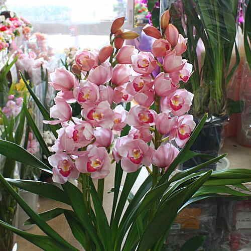 シンピジューム 鉢植え ピンク色のシンビジウム 「萌花」3本立ち 誕生