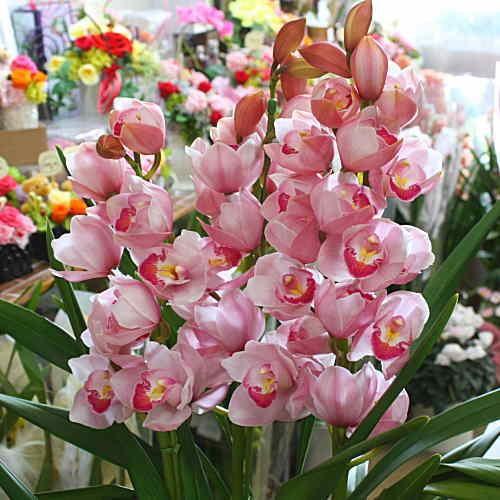 シンピジューム 鉢植え ピンク色のシンビジウム 「萌花」3本立ち 誕生