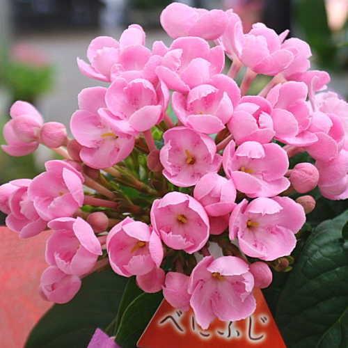 強い香りニオイザクラ リッチRich 匂い桜べにふじ 1鉢土減らし花段々終わった 強い香りニオイザクラ リッチRich 匂い桜べにふじ 1鉢土減らし花段々