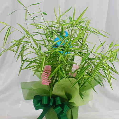 笹 ササ 竹 鉢植え 七夕に飾る小さめのサイズ 50cm 18 Sasa クロスリースタイル 通販 Yahoo ショッピング