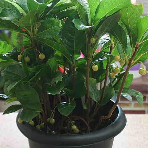 ヤブコウジ（十両）鉢植え【縁起招木】古典園芸植物 : クロスリー