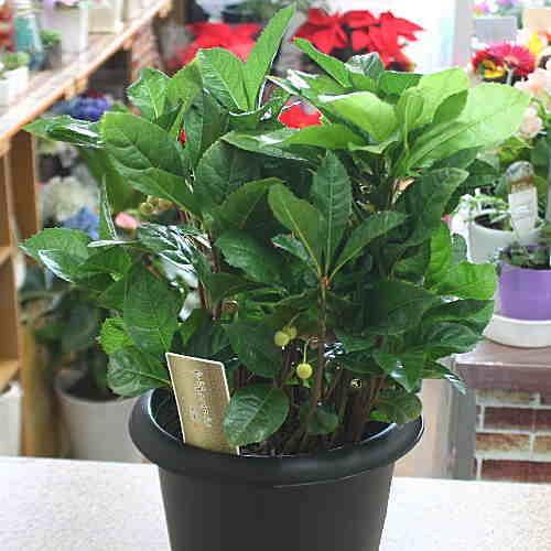 ヤブコウジ（十両）鉢植え【縁起招木】古典園芸植物 : クロスリー