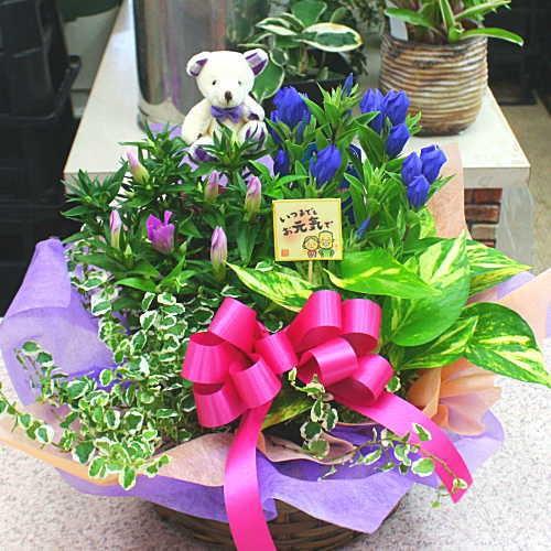 敬老の日の寄せ鉢 花ギフト秋の花リンドウと観葉植物 18k Iwate Y クロスリースタイル 通販 Yahoo ショッピング