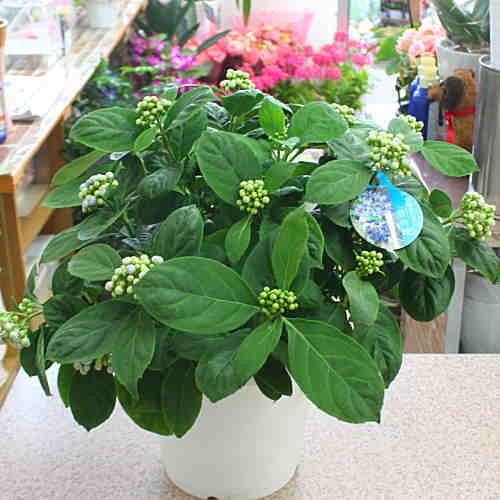 希少品種の常緑アジサイ 鉢植え 碧の瞳 かご付き 花ギフト 19 クロスリースタイル 通販 Yahoo ショッピング