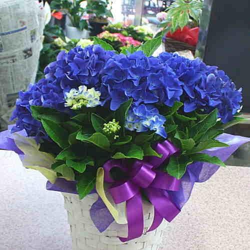 アジサイ（紫陽花・あじさい） アマランスプチ 5号鉢植え 青色 籐かご