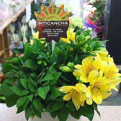 花 アルストロメリア 鉢植え 黄色系（花付き）籐かご付き 母の日や誕生