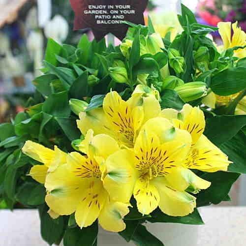 信州産　アルストメリア・藤袴・銀貨草・黄色の小花　joy様のご確認用です♪ 信州産アルストメリア・藤袴・銀貨草・黄色の小花joy様のご確認用です♪