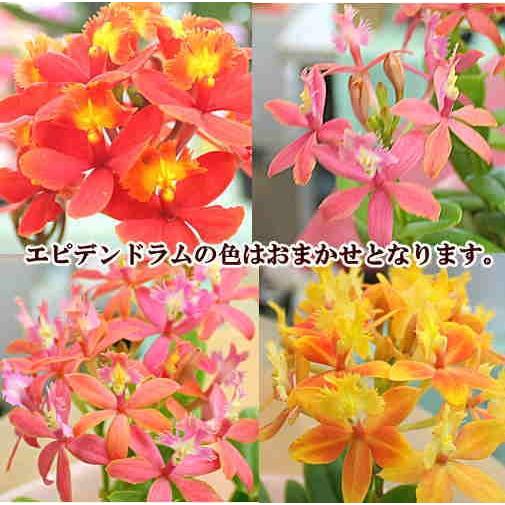 エピデンドラム 花色ミックス植え 陶器鉢植え : クロスリースタイル