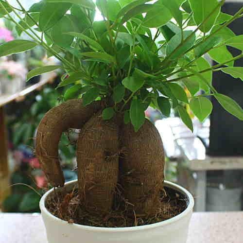 ガジュマル 幹の形がお洒落な観葉植物 多幸の木と呼ばれる縁起の良い