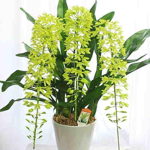 年末のプロモーション大特価 夏に涼しげな洋ランの鉢植えグラマトフィラム グラマトフィラム アーチ型 3本立て陶器鉢植え お供えやお祝いに珍しい色の蘭の 花鉢 生花