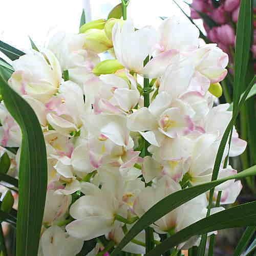 シンビジューム 鉢植え 白ピンク色 3〜4本立て お供えやお祝いに豪華な