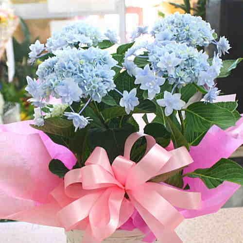 あじさい 鉢植え 城ヶ崎の雨 ブルー 青色 5号かご付き 花ギフト 19 Jyougasakinoame クロスリースタイル 通販 Yahoo ショッピング