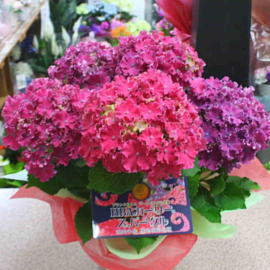 あじさい鉢植え カーリースパークル ピンク色の珍しい花びらのてまり型アジサイ 5号 籐かご付き 花 ギフト 19 Karisupakuru クロスリースタイル 通販 Yahoo ショッピング