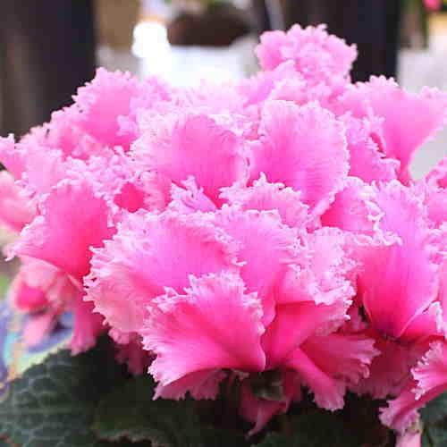 シクラメン ピンク色 「ピクシードレス」5号鉢植え かご付き ふりふり