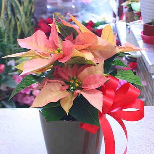 ポインセチア サーモンピンク色 ダヴィンチ 鉢植え 陶器鉢カバー付き 小さいサイズのクリスマスフラワー 花ギフト 19 Poin P クロスリースタイル 通販 Yahoo ショッピング