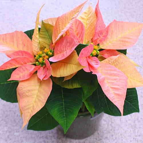 ポインセチア サーモンピンク色 ダヴィンチ 鉢植え 陶器鉢カバー付き 小さいサイズのクリスマスフラワー 花ギフト 19 Poin P クロスリースタイル 通販 Yahoo ショッピング