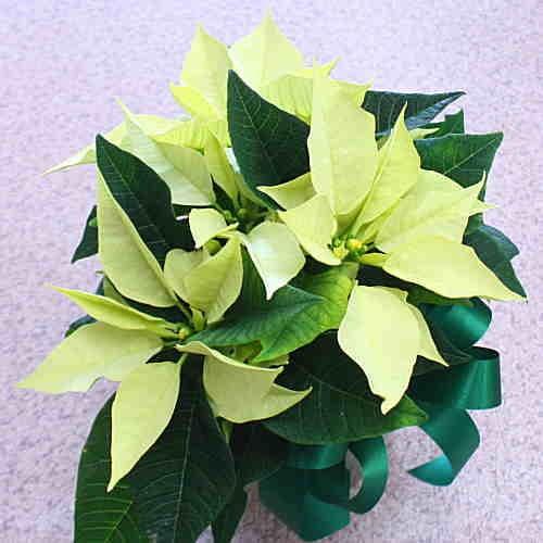ポインセチア 黄色がかった白色 レモンスノー 鉢植え 陶器鉢カバー付き 小さいサイズのクリスマスフラワー 花ギフト 19 Poin W クロスリースタイル 通販 Yahoo ショッピング