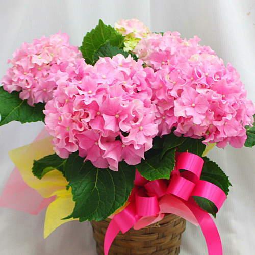 あじさい 筑紫ルビー ピンク色のやさしいてまり型アジサイ 5号 籐かご付き 花 ギフト 19 Tukusirubi クロスリースタイル 通販 Yahoo ショッピング