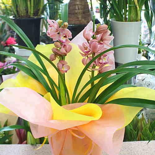 シンビジューム シンビジウム 6.3号 4本立ち トゥーランドット 2鉢