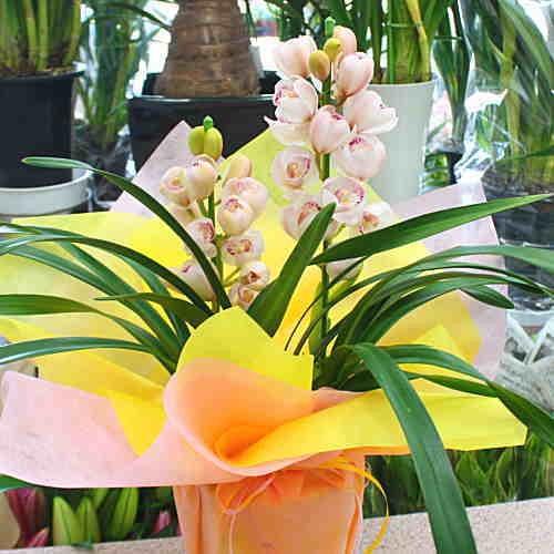 シンビジューム ミニタイプ鉢植え テーブルシンピ：ピンク色系2本立て