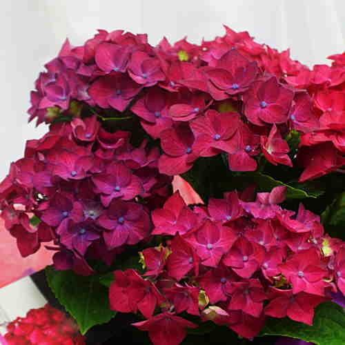 アジサイ ディープレッド 赤紫色 あじさい鉢植え 5号 籐かご付き 花